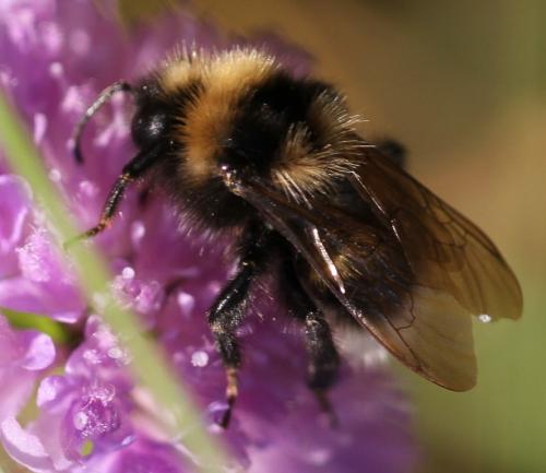 Bombus barbutellus